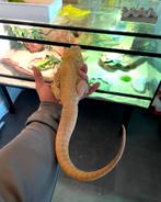 Mooie Baardagame GRATIS, Dieren en Toebehoren, Reptielen en Amfibieën, Hagedis, Tam, 3 tot 6 jaar