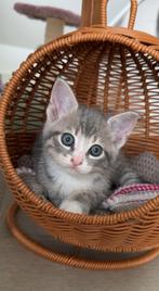 Ter adoptie: PRACHTIGE KITTENS EN MOEDER POES ️, Poes