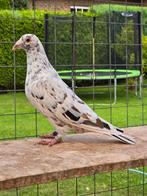 Bruin zwart stipper postduiven duiven, Dieren en Toebehoren, Vogels | Duiven, Meerdere dieren, Postduif
