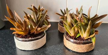 4 haworthia pentagona vetplantjes in pot beschikbaar voor biedingen
