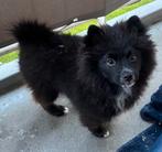 pomeriaan x keeshond, Keeshond, Reu, 8 tot 15 weken, Eén hond