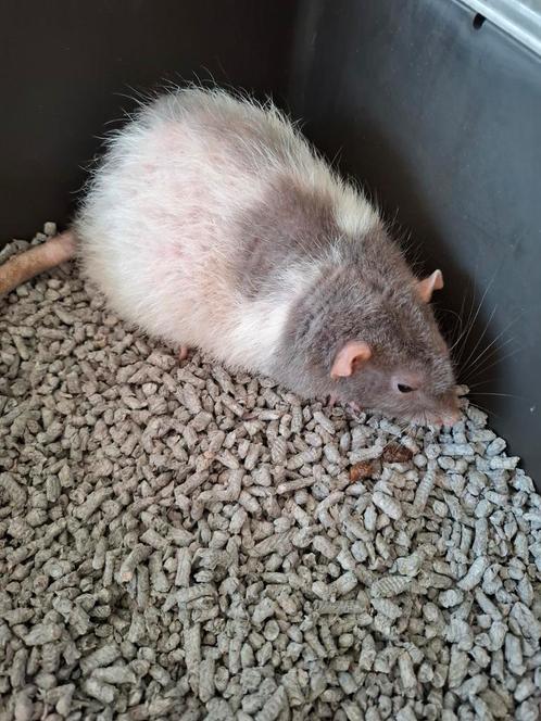 3 mannetjes ratten, Dieren en Toebehoren, Knaagdieren, Mannelijk, Rat, Voor 1 juli 2024