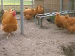 Broedeieren Orpington Buff, Dieren en Toebehoren, Pluimvee, Geslacht onbekend, Kip