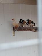 Japanse meeuwen, Dieren en Toebehoren, Meerdere dieren