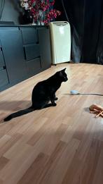 Blackie kater van 1 jaar, Kater, Kortharig, 0 tot 2 jaar