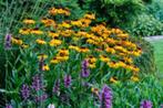 Op maat gemaakt beplantingsplan borderpakket, Ophalen of Verzenden, Vaste plant