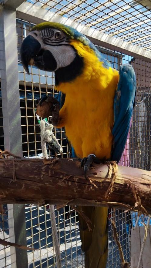 Gezocht, Dieren en Toebehoren, Vogels | Parkieten en Papegaaien, Papegaai, Meerdere dieren, Tam