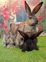 Prachtige en super tamme Vlaamse reuzen babys, Meerdere dieren, Groot