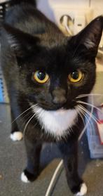 Lieve katertjes te koop, Kater, Kortharig, 0 tot 2 jaar