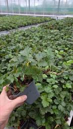 Waldsteinia Ternata - Restpartij - Vaste planten - Goedkoop, Tuin en Terras, Bodembedekkers, Vaste plant, Ophalen of Verzenden