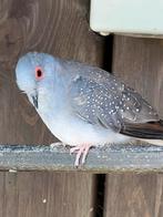 Diamant duifjes, Dieren en Toebehoren, Vogels | Duiven, Meerdere dieren, Overige soorten