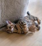 Bengaal Kitten, katertje, Dieren en Toebehoren, Katten en Kittens | Raskatten | Korthaar, Meerdere dieren, Ontwormd