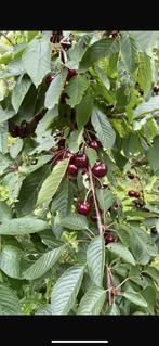Fruitbomen kers . Vers uit grond 21/22 maart op te halen €89, Ophalen, Volle zon, Overige soorten
