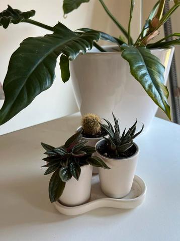 Schaalje met 2 klein vetplantjes en een cactus beschikbaar voor biedingen