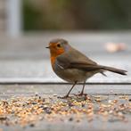 Strooivoer voor buitenvogels, 20 kilo, gratis verzending, Dieren en Toebehoren, Ophalen of Verzenden, Vogel