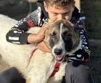 BORIS, MENSGERICHTE, LIEVE, JONGE, REU, ZOEKT WANDELMAATJE, Particulier, Rabiës (hondsdolheid), Reu, 1 tot 2 jaar