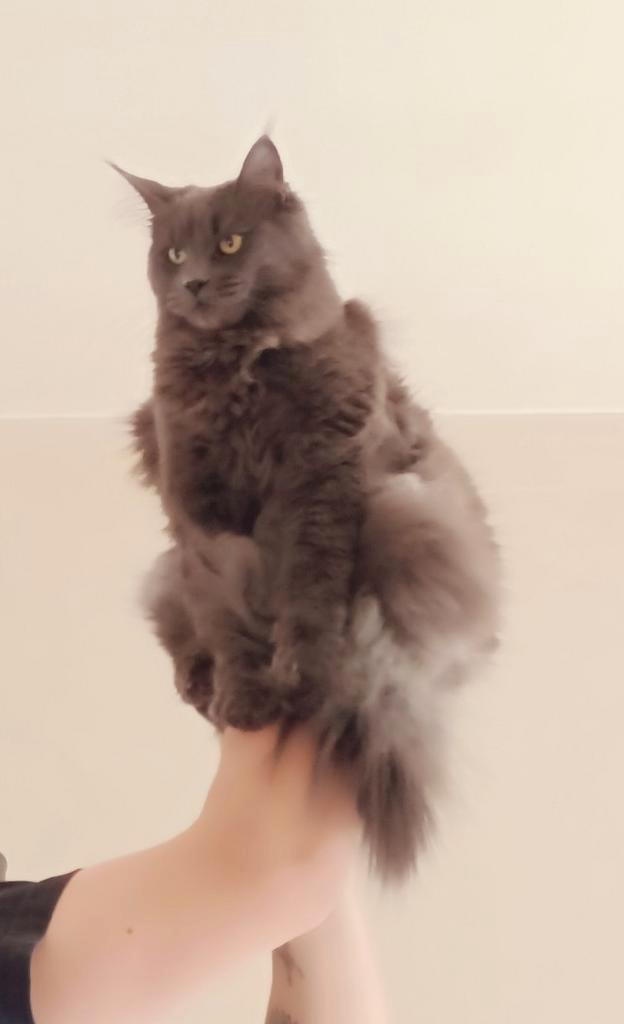 Maine Coon poes 1jaar jong, Dieren en Toebehoren, Katten en Kittens | Raskatten | Langhaar, Poes, 0 tot 2 jaar, Met stamboom, Gechipt