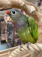 Jonge Baby Pionus Menstruus | makkelijk te trainen | Handtam, Dieren en Toebehoren, Meerdere dieren, Papegaai, Pratend