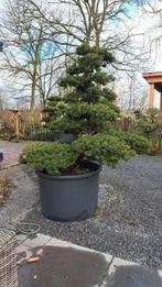 Taxus cuspidata Japan import, Tuin en Terras, Planten | Bomen, Ophalen, Bloeit niet, Overige soorten, Minder dan 100 cm