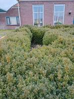 Buxus Struik/Haag, Ophalen, Buxus, Haag, Minder dan 100 cm