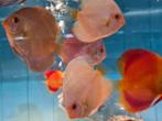 Discus Platinum Albino, Symphysodon Discus, Dieren en Toebehoren, Vis, Zoetwatervis