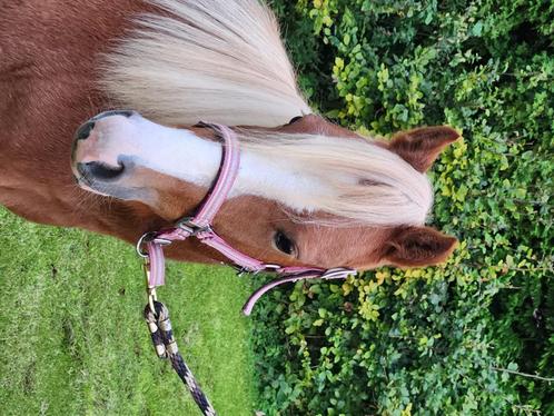 Welsh merrie 4 jaar oud, Dieren en Toebehoren, Pony's, Merrie, Onbeleerd, A pony (tot 1.17m), Recreatiepony, 3 tot 6 jaar, Gechipt