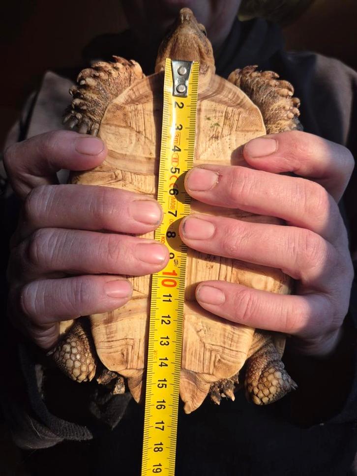 Sulcata ongeveer 4 jaar