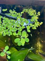 Aquarium drijfplanten, Ophalen, Zo goed als nieuw, Plant(en), Steen of Hout