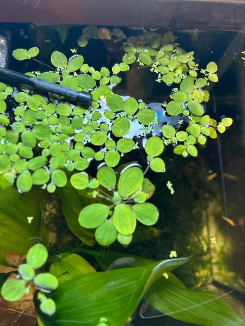 Aquarium drijfplanten, Dieren en Toebehoren, Vissen | Aquaria en Toebehoren, Zo goed als nieuw, Plant(en), Steen of Hout, Ophalen