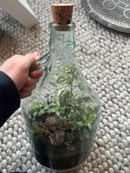 Terrarium in glazen fles, Huis en Inrichting, Woonaccessoires | Stolpen, Ophalen of Verzenden, Zo goed als nieuw