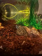 Muskusschildpadje met aquarium!, Dieren en Toebehoren, Reptielen en Amfibieën | Toebehoren, Ophalen of Verzenden, Zo goed als nieuw