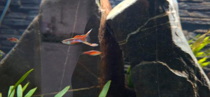 GUPPY Poecilia reticulata pigeon blood/mosaic, Dieren en Toebehoren, Vissen | Aquariumvissen, Vis