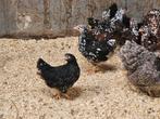 Jonge wyandotte krielen verschillende kleuren 12-14 weken, Dieren en Toebehoren, Pluimvee, Meerdere dieren, Kip