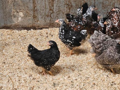Jonge wyandotte krielen verschillende kleuren 12-14 weken, Dieren en Toebehoren, Pluimvee, Kip, Meerdere dieren