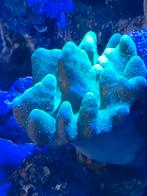 Zeeaquarium, Dieren en Toebehoren, Slak of Weekdier, Zoutwatervis