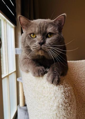 Beschikbaar ervaren DEKKATER (Lilac)  beschikbaar voor biedingen