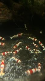 Crystal Red garnalen, Kreeft, Krab of Garnaal