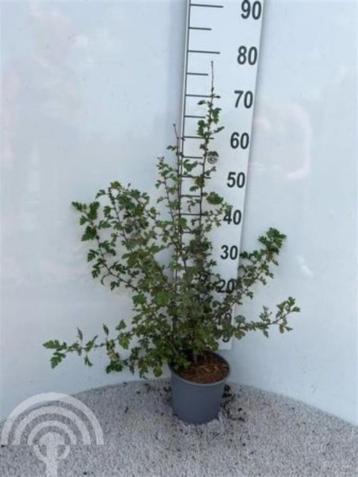 Crataegus monogyna Eenstijlige meidoorn haag natuurlijke heg beschikbaar voor biedingen