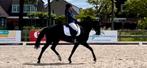 Mooie zwarte merrie, M2 niveau, Dieren en Toebehoren, Paarden, Merrie, Gechipt, M, Dressuurpaard