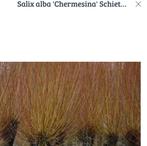 Gele knotwilg poters  unieke kleur. Ouderwetse bomen, Ophalen, Volle zon, Overige soorten