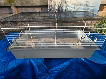 Caviakooi beschikbaar voor biedingen