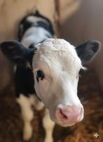 🐮jongveeopfok: kalverdekjes en speenemmers, Ophalen, Gebruikt, Dekje