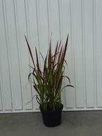 siergras Imperata red baron, Tuin en Terras, Planten | Tuinplanten, Ophalen, Vaste plant, Siergrassen, Bloeit niet