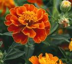 Afrikaantjes zaden, Tuin en Terras, Ophalen of Verzenden, Volle zon