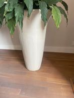 2 Grote Potten 80 cm hoog  + Plant €25 per pot, Tuin en Terras, Ophalen, Gebruikt, 40 cm of meer, Rond