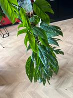 Cebu Blue Monstera op Mospaal XL - Arnhem, Ophalen
