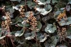 Heuchera (Purperklokje), Ophalen of Verzenden, Overige soorten, Volle zon