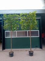 Leilaurier prunus laur. Novita 150-180-200 cm stam, Tuin en Terras, Ophalen of Verzenden, Halfschaduw, 100 tot 250 cm