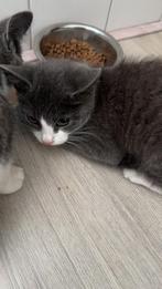 Britse korthaar, Dieren en Toebehoren, Katten en Kittens | Raskatten | Korthaar, Poes