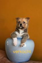 3 prachtige Pomsky teefjes beschikbaar, Dieren en Toebehoren, Overige rassen, CDV (hondenziekte), 8 tot 15 weken, Teef